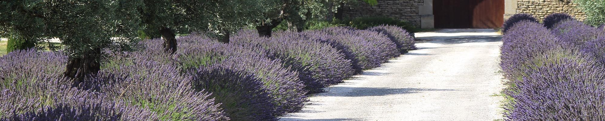 Passion Jardin en Provence