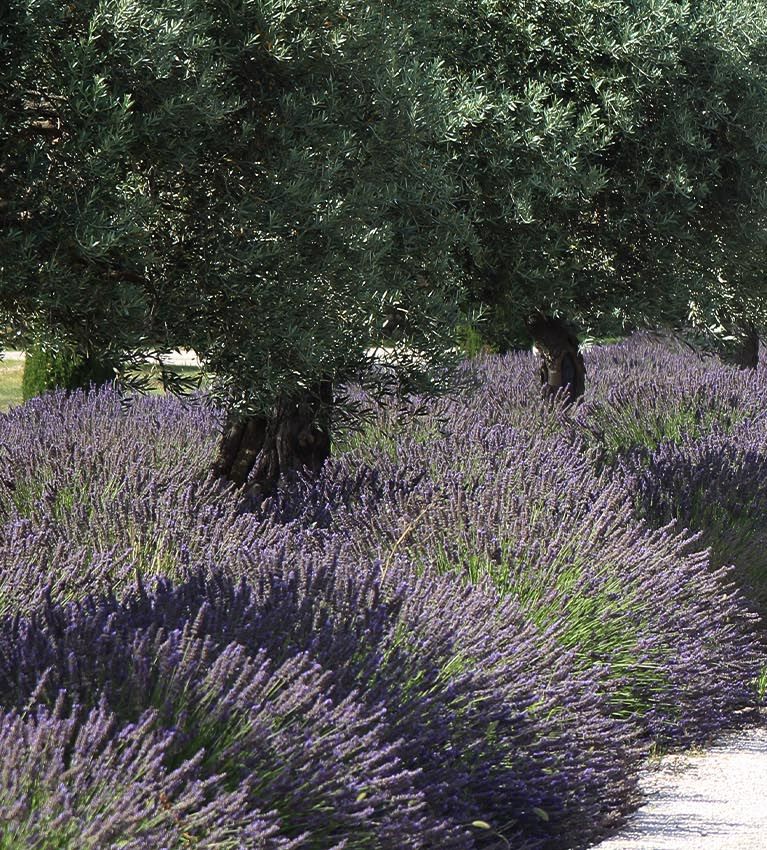 Passion Jardin en Provence